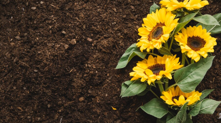 The Price of Purity: Why Organic Farming is a Labor of Love